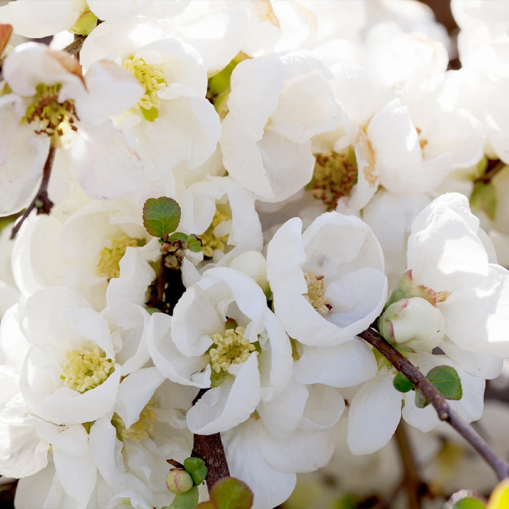 Pineapple Quince Tree 5 Pineapple Quince Tree - Image 3