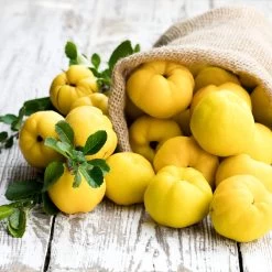 Pineapple Quince Tree 11 Pineapple Quince Tree -Garden-Plants Pineapple Quince 4 FGT