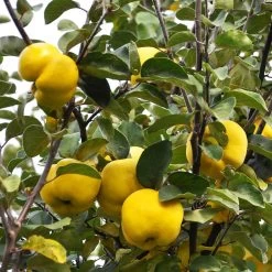 Pineapple Quince Tree 12 Pineapple Quince Tree -Garden-Plants Pineapple Quince 7
