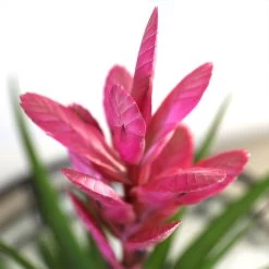 5-Inch Bromeliad In Decorative Pot -Garden-Plants Pink Bromiliad 2 e1dd7faf b9f8 429e 84d5 7ce3076db5e3