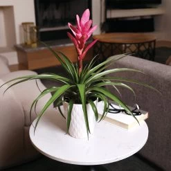 5-Inch Bromeliad In Decorative Pot -Garden-Plants Pink Bromiliad 4