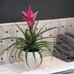 5-Inch Bromeliad In Decorative Pot