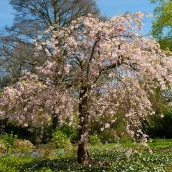 Pink Weeping Cherry Tree 10 Pink Weeping Cherry Tree -Garden-Plants Pink Double Weeping Cherry 6 FGT