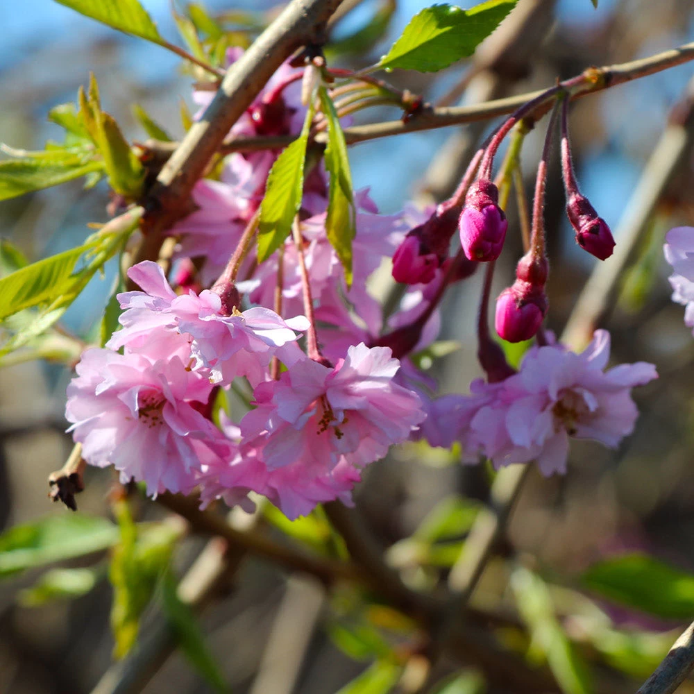 Pink Weeping Cherry Tree 7 Pink Weeping Cherry Tree - Image 5