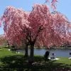 Pink Weeping Cherry Tree 1 Pink Weeping Cherry Tree -Garden-Plants Pink Double Weeping Cherry FGT 600x600 fe3202ca cfcc 4c82 beaf b9dc8cd4cd7b