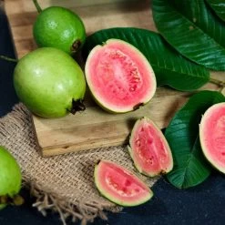 Tropical Pink Guava Tree -Garden-Plants Pink Guava 2 FGT
