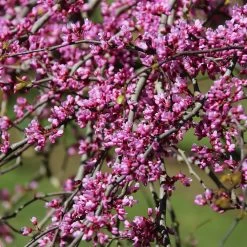 Pink Heartbreaker Redbud Tree -Garden-Plants Pink Heartbreaker Redbud 1