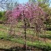 Pink Heartbreaker Redbud Tree -Garden-Plants Pink Heartbreaker Redbud 600x600 9f119770 559c 4357 915b 2c8485395d8f