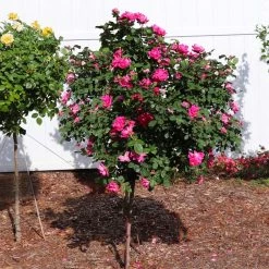 Pink Knock Out® Rose Tree -Garden-Plants Pink Knockout Rose Tree 2