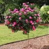 Pink Knock Out® Rose Tree -Garden-Plants Pink Knockout Rose Tree FGT 600x600 04388905 db60 4ebf 8baa 6e25185dab4b