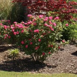 Double Pink Knock Out® Rose -Garden-Plants Pink Knockout Shrub 3