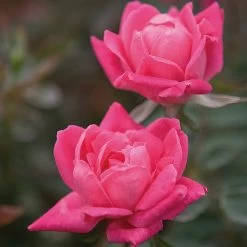 Double Pink Knock Out® Rose -Garden-Plants Pink Knockout Shrub 4 FGT