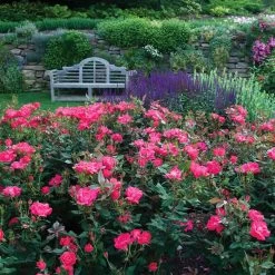 Double Pink Knock Out® Rose -Garden-Plants Pink Knockout Shrub 6
