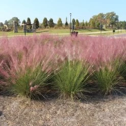 Pink Muhly Grass -Garden-Plants Pink Muhly Grass 1 FGT
