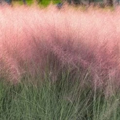 Pink Muhly Grass -Garden-Plants Pink Muhly Grass 2 FGT
