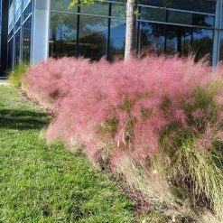 Pink Muhly Grass -Garden-Plants Pink Muhly Grass 4