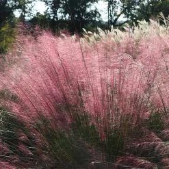 Pink Muhly Grass -Garden-Plants Pink Muhly Grass 4 FGT