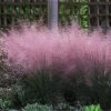 Pink Muhly Grass 1 Pink Muhly Grass -Garden-Plants Pink Muhly Grass FGT 600x600 304d00ad 67bd 4f1c 8062 ee91033e526a