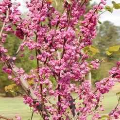 'Pink Pom Poms' Redbud Tree -Garden-Plants Pink Pom Pom Redbud 2