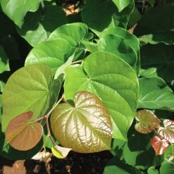 'Pink Pom Poms' Redbud Tree -Garden-Plants Pink Pom Pom Redbud 4