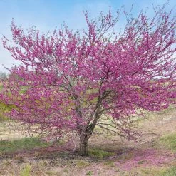 'Pink Pom Poms' Redbud Tree -Garden-Plants Pink Pom Pom Redbud 5