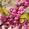 'Pink Pom Poms' Redbud Tree -Garden-Plants Pink Pom Pom Redbud 600x600 a00001f4 ef81 4d0b 98ff cc2c03ee584a