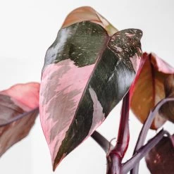 Pink Princess Philodendron -Garden-Plants Pink Princess 2