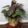 Pink Princess Philodendron -Garden-Plants Pink Princess 600x600 250cf36f 165f 48f1 a254 60f5f1fe3bd0