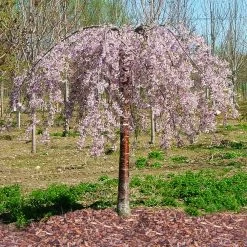 Pink Snow Showers™ Weeping Cherry Tree 11 Pink Snow Showers™ Weeping Cherry Tree -Garden-Plants Pink Snow Showers Flowering Chery 1