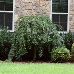 Pink Snow Showers™ Weeping Cherry Tree 13 Pink Snow Showers™ Weeping Cherry Tree -Garden-Plants Pink Snow Showers Flowering Chery 4