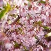 Pink Snow Showers™ Weeping Cherry Tree 2 Pink Snow Showers™ Weeping Cherry Tree -Garden-Plants Pink Snow Showers Flowering Chery 600x600 45472791 766f 4e6f 88c6 4e5396c43109
