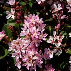 Pinkie Indian Hawthorn Shrub -Garden-Plants Pink indian Hawthorn 3 FGT