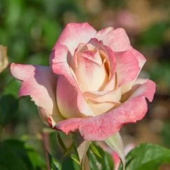 Pinkerbelle™ Rose -Garden-Plants Pinkerbelle Rose 2 FGT