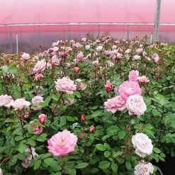 Pinkerbelle™ Rose -Garden-Plants Pinkerbelle Rose 4