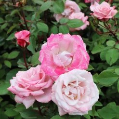Pinkerbelle™ Rose -Garden-Plants Pinkerbelle Rose 5