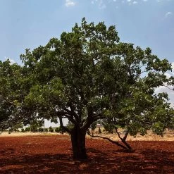 Pistachio Tree -Garden-Plants Pistachio Pack 5