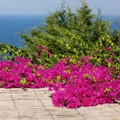 Front Page -Garden-Plants Pixie Pink BOugainvillea 2 FGT