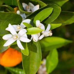 Pixie Mandarin Tree -Garden-Plants Pixie Mandarin Tree 6