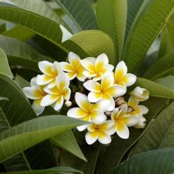 Plumeria -Garden-Plants Plumeria white