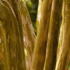 Pink Velour Crape Myrtle -Garden-Plants Pnk Velour Crape Myrtle