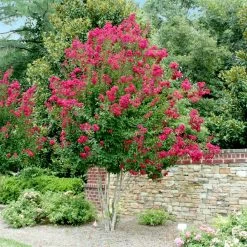 Pink Velour Crape Myrtle -Garden-Plants Pnk Velour Crape Myrtle 4 FGT