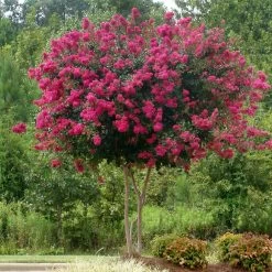 Pink Velour Crape Myrtle -Garden-Plants Pnk Velour Crape Myrtle 5 FGT
