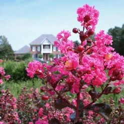 Pink Velour Crape Myrtle -Garden-Plants Pnk Velour Crape Myrtle 6 FGT