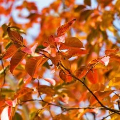 Pink Velour Crape Myrtle -Garden-Plants Pnk Velour Crape Myrtle 8