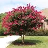 Pink Velour Crape Myrtle 2 Pink Velour Crape Myrtle -Garden-Plants Pnk Velour Crape Myrtle FGT 600x600 b03142bb 2ee6 41eb 8c3b 61824ffc7733
