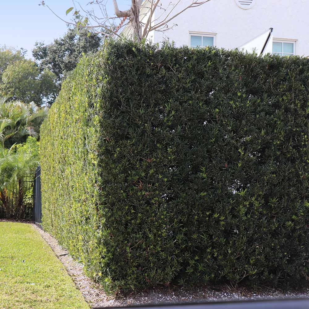 Yew Podocarpus 5 Yew Podocarpus - Image 3