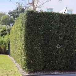 Yew Podocarpus Tree -Garden-Plants Podocarpus Yew 13 710661df 75e1 4370 9f0e 7dde34422fcf