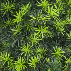 Yew Podocarpus Tree -Garden-Plants Podocarpus Yew 2 FGT