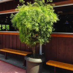 Yew Podocarpus Tree -Garden-Plants Podocarpus Yew 3