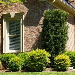 Yew Podocarpus Tree -Garden-Plants Podocarpus Yew 4 FGT